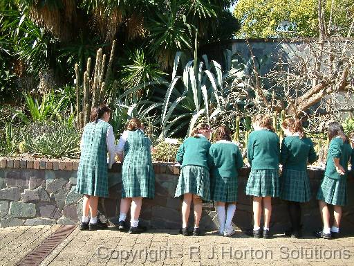 Cactus garden - schoolkids 